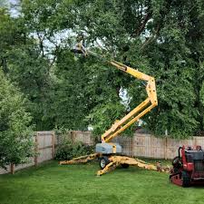 Professional Tree Care in Lake Crystal, MN