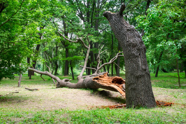 Lawn Maintenance Plans in Lake Crystal, MN